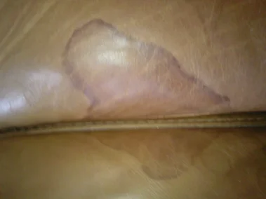 Catvomit2.webp